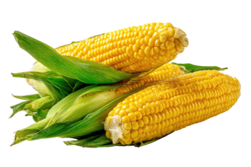 Two ears of fresh yellow corn with vibrant green leaves