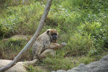 Obraz premium a small crouching monkey in the green grass with vine and rocks