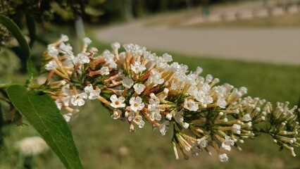 Bloody flower in the dew