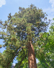 Beautiful close-up of sequoiadendron giganteum