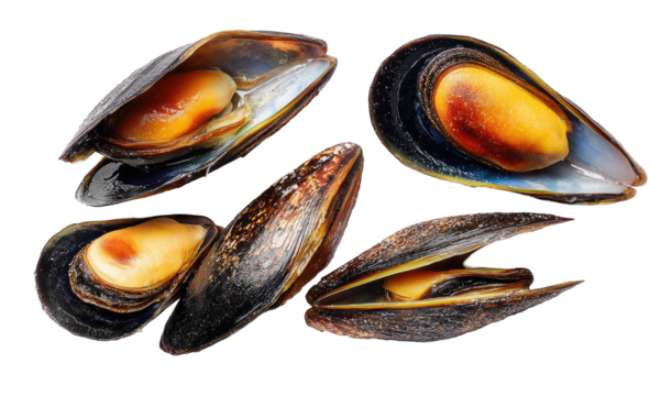 Four open mussels, dark shells, golden insides