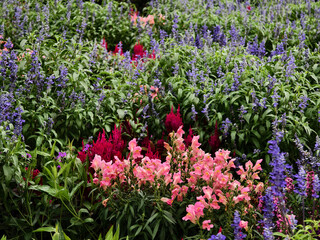 Obraz premium A garden filled with many types of flowers and plants