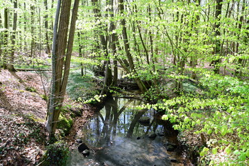 Stream in Spring in the Forest Hasbruch, Lower Saxony