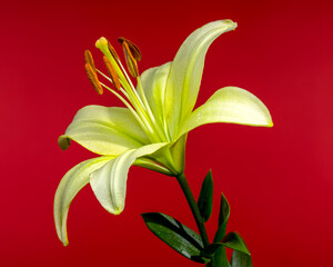 Light Green Lily Bloom with Water Droplets on a Red Background
