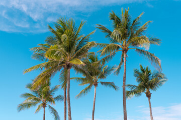 Fototapeta premium Miami beach scene with palms. Palm tropical leaves. Summer holiday under the palm shadows. Tropical palm tree. Palm leaf for summer design. Florida sunshine and tropical palms.