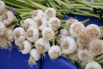 Garlic bunches displayed at a farmers market in summer