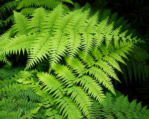 green fern leaves