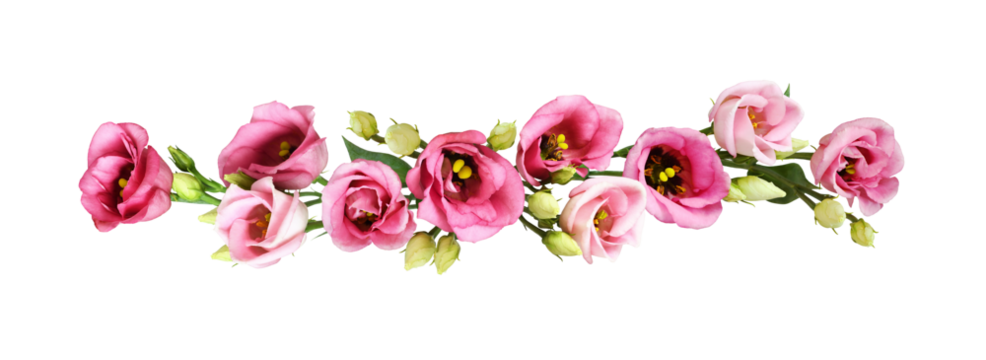 Pink eustoma flowers in a floral arrangement isolated on white or transparent background