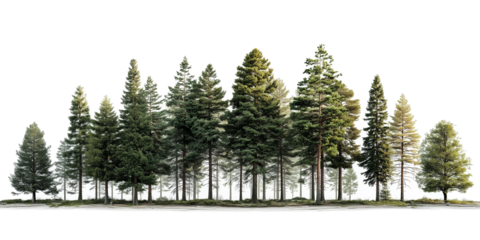 Transparent a photorealistic forest