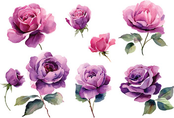 Fototapeta premium set of pink roses isolated on white