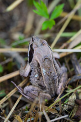 Portrait of Moor frog or Rana arvalis among grass. Selective focus
