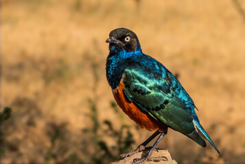 Superb starling perching on rock in tarangire national park