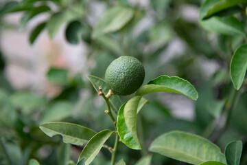 close up of a green lime plant