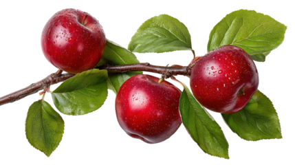 Apple tree branch with red apples top view with soft shadows isolated on a Transparent background, PNG file.