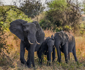 Elephant family walking in the tanzanian savannah
