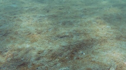 Sand seabed is covered by thin layer of slime formed by rapid growth of blue-green algae, colonial form of cyanobacteria. Algal blooms on sandy seafloor create dead zone, also known as hypoxic zone