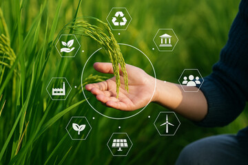 AI generated human hand gently touches ripe rice symbolizing balance between nature care and clean energy with digital icons showing sustainable agricultural concepts