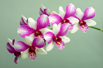 High-resolution orchid flower photograph using stack focus technique on a pastel background,...