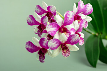 High-resolution orchid flower photograph using stack focus technique on a pastel background,...