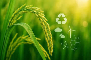 AI generated image of lush rice crops with digital overlay showing sustainability icons including recycle symbol wind energy sunlight and molecular data representing eco smart farming system