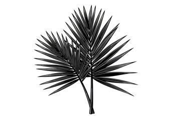 Two detailed palm fronds, rendered in black and white, against a plain white background.