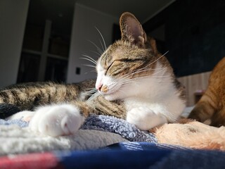 A peaceful tabby and white cat with its eyes closed, bathed in warm sunlight. This close-up...