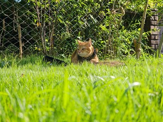 An attentive orange cat wearing a harness lies in a field of tall green grass. This peaceful image captures a pet's curious and calm moment of enjoying the outdoors.