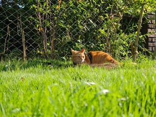 A curious orange tabby cat wearing a harness lies in a field of tall green grass. A captivating...