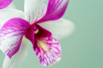 High-resolution orchid flower photograph using stack focus technique on a pastel background,...