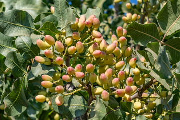 The pistachio  is a small to medium-sized tree of the cashew family, originating in Iran. The tree...