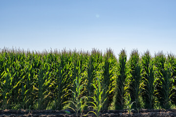 Maize (/meɪz/; Zea mays), also known as corn in North American English, is a tall stout grass that produces cereal grain. El Nido, Merced County, California. Central Valley