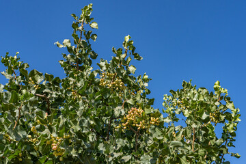 The pistachio  is a small to medium-sized tree of the cashew family, originating in Iran. The tree produces seeds that are widely consumed as food. El Nido, Merced County, California. Central Valley
