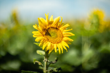 Sunflower captured with vintage Helios lens, dreamy summer bokeh.