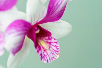 High-resolution orchid flower photograph using stack focus technique on a pastel background,...