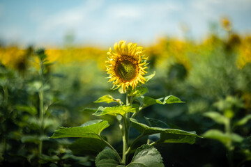 Sunflower captured with vintage Helios lens, dreamy summer bokeh.