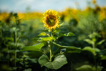 Sunflower captured with vintage Helios lens, dreamy summer bokeh.
