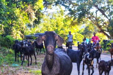 goat herd grazzing in jungle