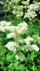 White meadowsweet flowers Filipendula ulmaria on a blurred green background of grass and leaves