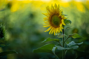 Sunflower captured with vintage Helios lens, dreamy summer bokeh.