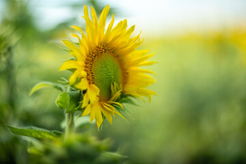 Sunflower captured with vintage Helios lens, dreamy summer bokeh.