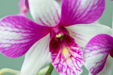 High-resolution orchid flower photograph using stack focus technique on a pastel background,...