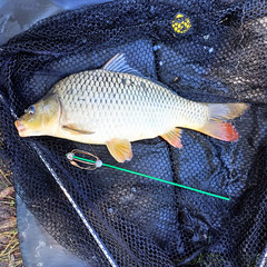 Freshly Caught Common Carp on a Landing Net