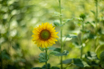 Sunflower captured with vintage Helios lens, dreamy summer bokeh.