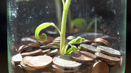 Young plant sprouting from coins inside a glass jar, lit by sunlight, growth concept - Powered by Adobe