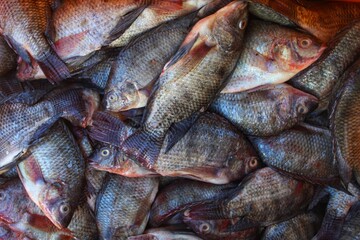 pile of large tilapia fish  in Indian fish store for sale HD