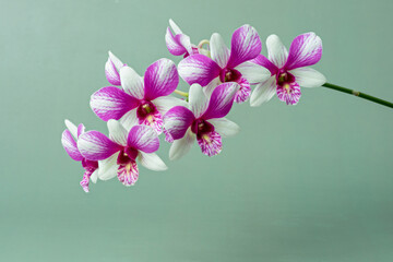High-resolution orchid flower photograph using stack focus technique on a pastel background,...