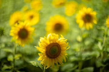 Sunflower captured with vintage Helios lens, dreamy summer bokeh.
