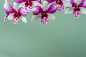 High-resolution orchid flower photograph using stack focus technique on a pastel background,...