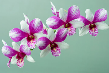 High-resolution orchid flower photograph using stack focus technique on a pastel background,...