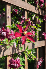Close up of vibrant purple clematis flowers blooming on a wooden trellis.